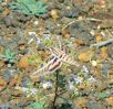 PICTURES/Capulin Volcano National Monument - New Mexico/t_Sphinx Moth5a.jpg